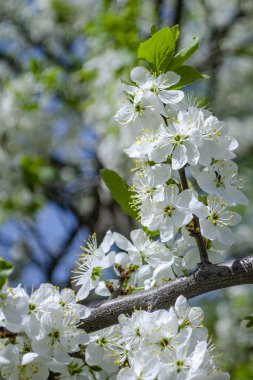 Güzel bahar elma ağacı bulanık, mavi bir arka planda çiçek açar..
