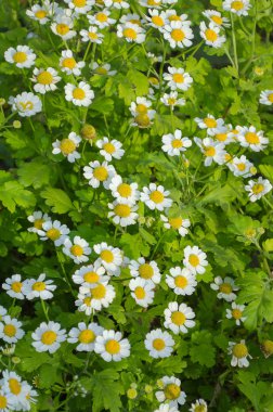 Çiçekli papatyalar