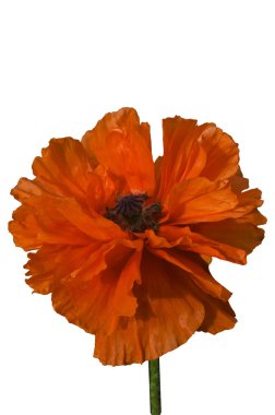 Yaz bahçesinde çiçek açan gelincik. Beyaz arka planda izole edilmiş.