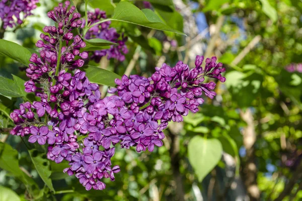 Lindas flores lilás roxas ao ar livre. Flores de lilás nos ramos — Fotografia de Stock