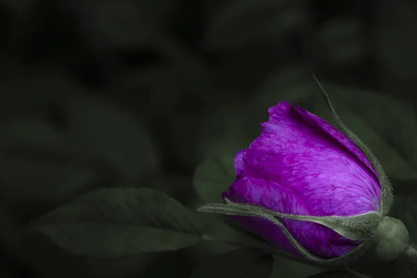 Beautiful dark pink rose flower, dark green leaves. Summer season in the garden — Stock Photo, Image