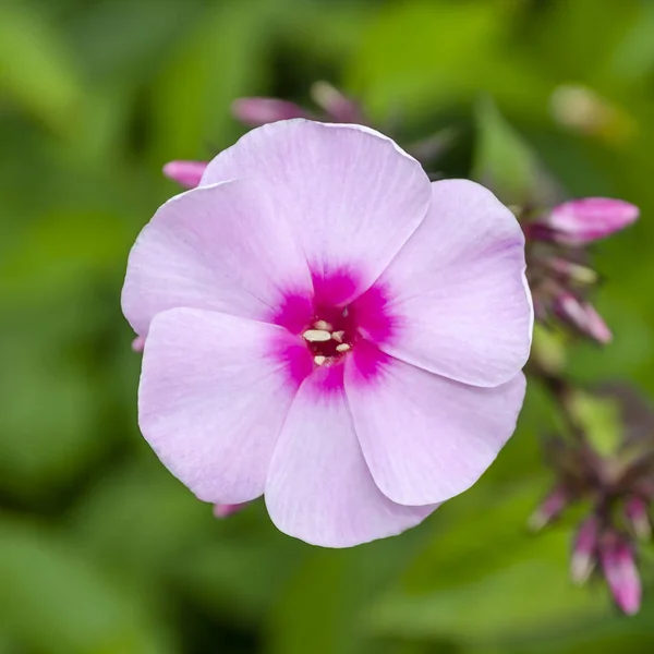 Bunga ungu Phlox paniculata (musim gugur, taman, flox musim panas atau abadi) pada latar belakang hijau. Efek fokus lembut . — Stok Foto