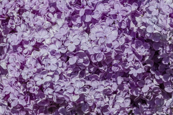 Primavera fioritura vista fiore lilla. Fiori di lilla da vicino. Fiori lilla primaverili. Fiori di ramo lilla — Foto Stock