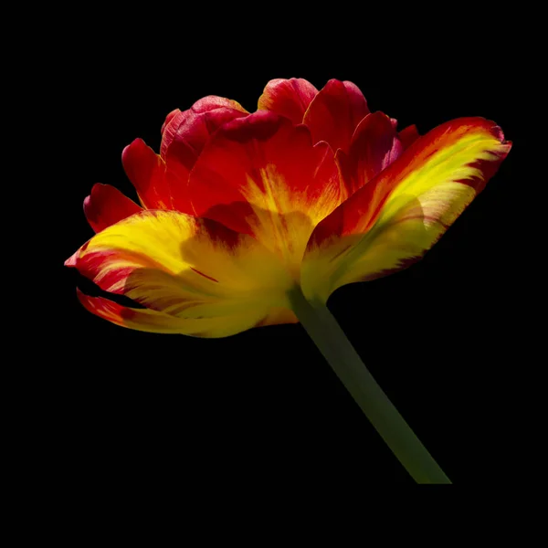 Linda tulipa de perto. Flores de primavera — Fotografia de Stock