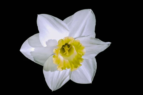 White beautiful flower Narcissus isolated on the black background. Close-up. top view. Nature. — Stock Photo, Image