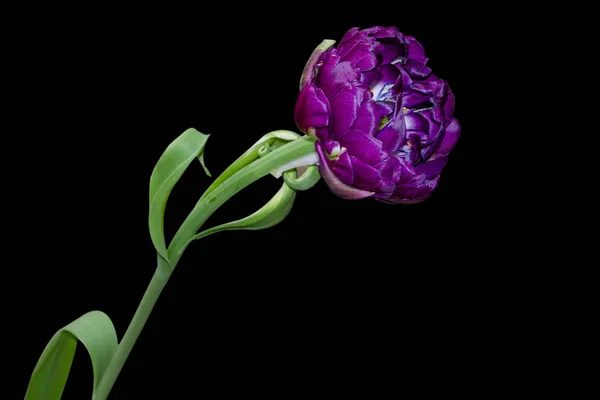 庭でテリー紫チューリップ — ストック写真