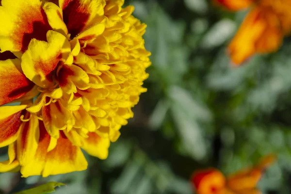 Caléndula francesa roja amarilla o flor de patula de Tagetes en el jardín de verano . —  Fotos de Stock