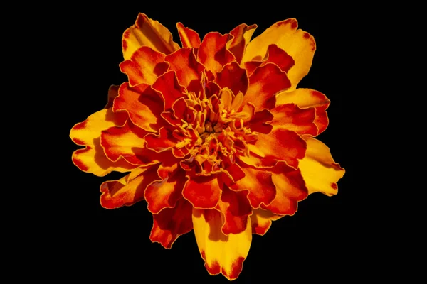 Marigold francês amarelo vermelho ou flor Tagetes patula no jardim de verão . — Fotografia de Stock