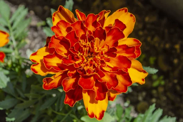 Piros sárga francia marigold vagy tagetes patula virág a nyári kertben. — Stock Fotó