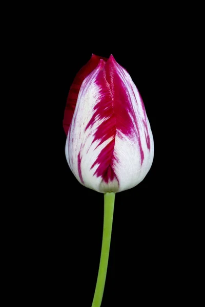 Tulip pink tunggal diisolasi pada latar belakang hitam . — Stok Foto