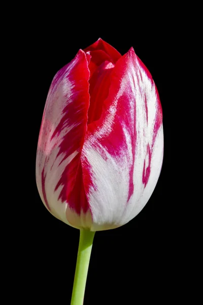 Tulip pink tunggal diisolasi pada latar belakang hitam . — Stok Foto