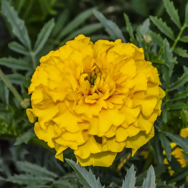 Tagetes egy sárga virága nő a kertben. Szoros körömvirág — Stock Fotó