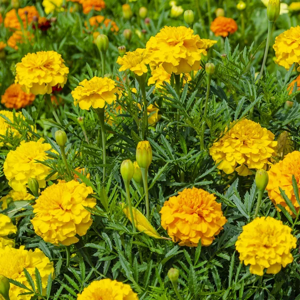 Macro foto naturaleza flor amarilla Tagetes caléndulas. Textura de fondo de una flor amarilla floreciente Tagetes con un brote esponjoso. La imagen de una planta que florece amarilla —  Fotos de Stock