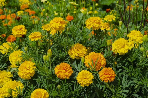 Macro foto natureza flor amarelo Tagetes Marigolds. Textura de fundo de uma flor amarela florescente Tagetes com um botão fofo. A imagem de uma planta florescendo amarelo — Fotografia de Stock