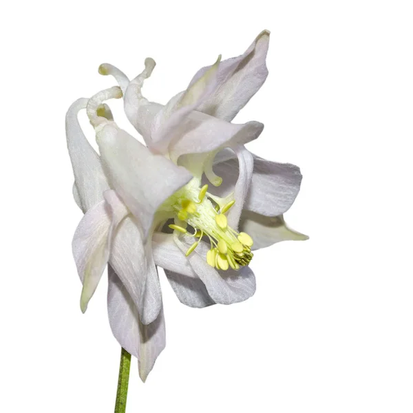 O Lilás florescente Aquilegia (columbine) um fim. Aquilegia vulgaris. Ranunculaceae Família — Fotografia de Stock