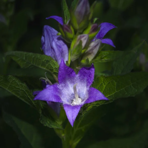 Beautiful spring background with campanula bouquet. — Stock Photo, Image