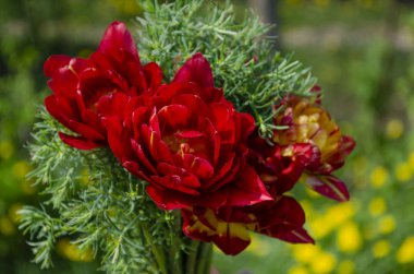 Güzel bir buket çiçek. Terry kırmızı laleler ve savurganlık. Taze çiçeklerin güzelliği