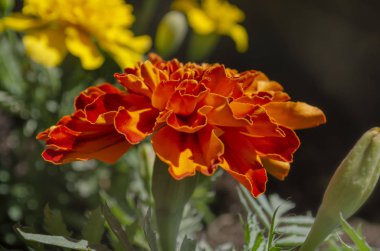 Kırmızı sarı Fransız kadife çiçeği ya da Tagetes patula çiçeği.