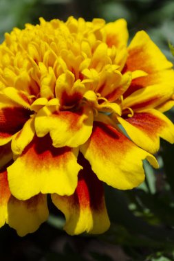 Kırmızı sarı Fransız kadife çiçeği ya da Tagetes patula çiçeği.