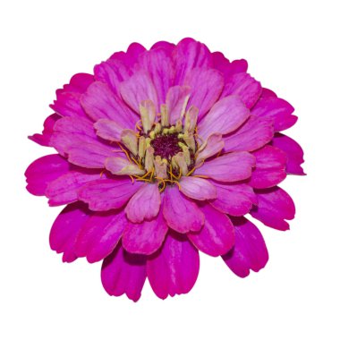 Doğa bitki çiçek zinnia makro fotoğraf.