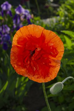 Parklarda yetişen popüler bir bitki olan doğulu süs gelinciği.
