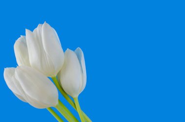 Mavi arka planda parlak beyaz-sarı laleler ve yeşil saplar. Yakın çekim görünümü