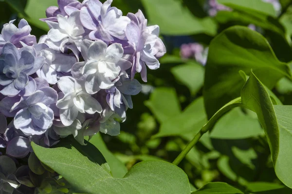 美しい紫色のライラックの花アウトドア。枝にライラックの花 — ストック写真