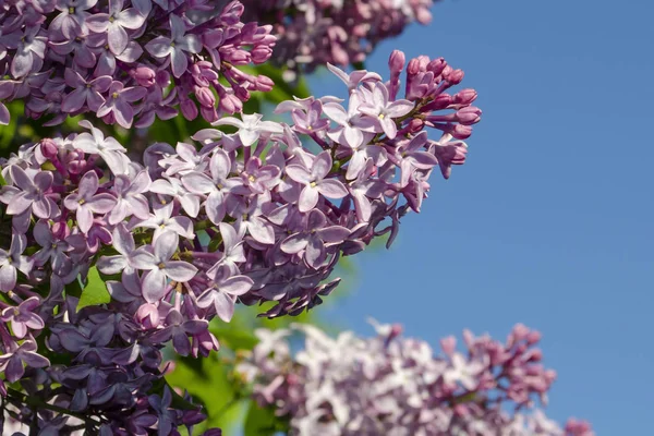 美しい紫色のライラックの花アウトドア。枝にライラックの花 — ストック写真