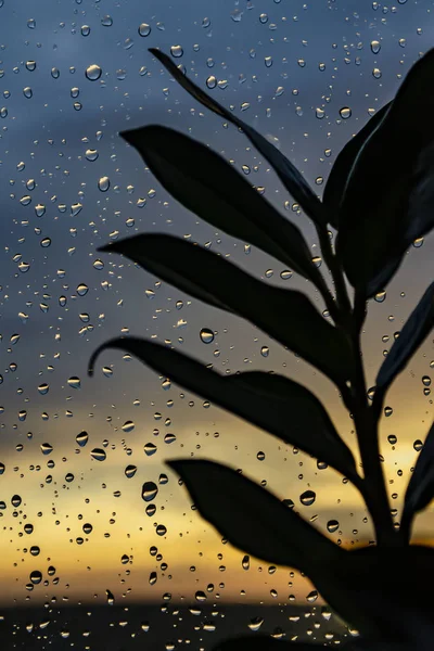 Dunkle Blättersilhouetten vor hellem, buntem Himmel mit Regentropfen auf Glas bei Sonnenuntergang — Stockfoto
