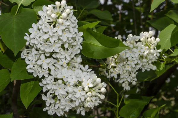 屋外で美しい白いライラックの花。枝の上のライラックの花 — ストック写真