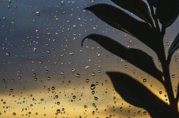 落日时，叶在明亮多彩的天空中的黑色轮廓，玻璃上有雨滴 — 图库照片