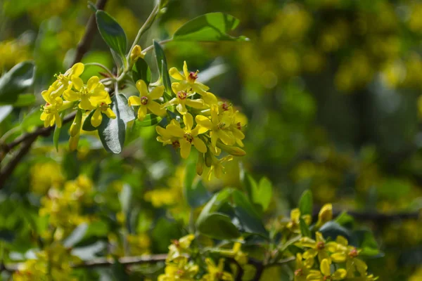 黄金のスグリ(リブス・オリュウム)の黄色の花。果樹園のバッファローカラント。春. — ストック写真