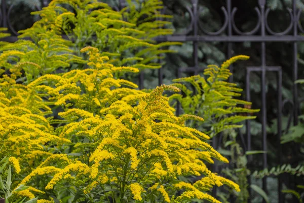 Primer plano de la floreciente inflorescencia amarilla de Solidago canadensis, conocida como vara de oro de Canadá o vara de oro canadiense. —  Fotos de Stock