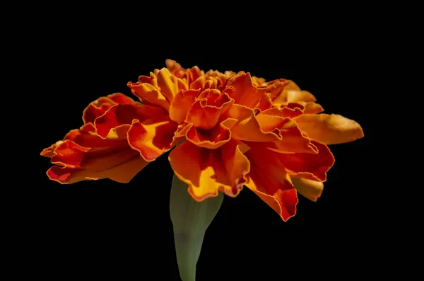 Merah kuning Marigold Perancis atau Tagetes bunga patula di taman musim panas . — Stok Foto