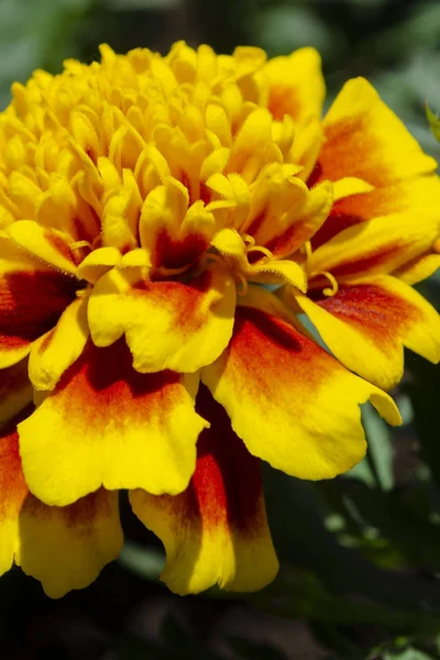 Rode gele Franse goudsbloem of Tagetes patula bloem in de zomertuin. — Stockfoto