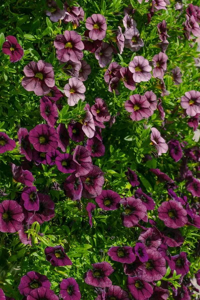 Blossoming magenta petunia flowers on green background — Stock Photo, Image