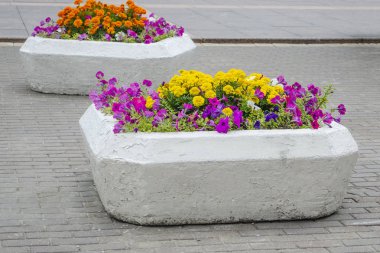 Dışarıda çiçekleri olan bir saksı.