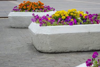 Dışarıda çiçekleri olan bir saksı.