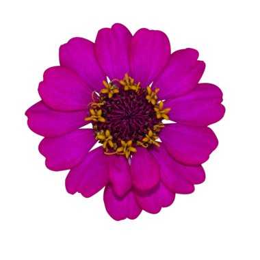 Doğa bitki çiçek zinnia makro fotoğraf.