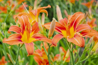 Tek bir portakal günü zambağı, Hemerocallis fulva, tam çiçeklenme