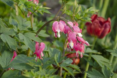 Muhaliflerin güzel pembe-beyaz çiçekleri