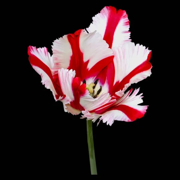 Indah tulip menutup. Bunga musim semi — Stok Foto