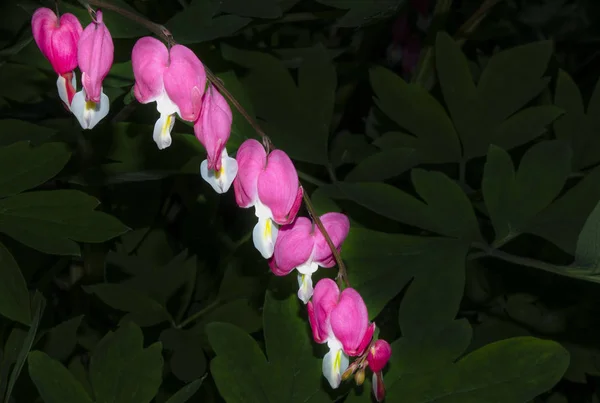 遠位の美しいピンク白色の花 — ストック写真