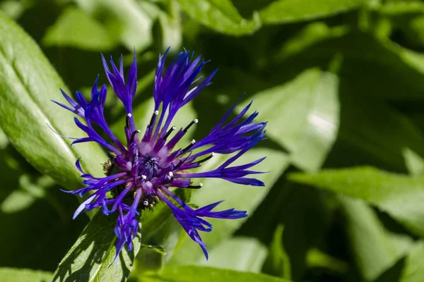 Nahaufnahme der schönen blauen Zentaurea montana gefiederte Blume mit Details von Blütenblättern vor lebendigem grünen Laubhintergrund — Stockfoto