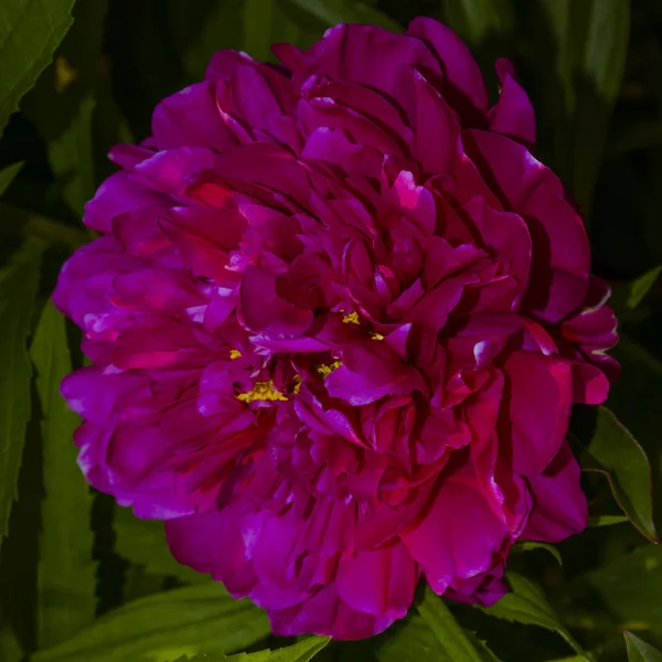 Flor de peonía rosa oscuro. Paeonia lactiflora (peonía china o peonía de jardín común). Una flor . — Foto de Stock