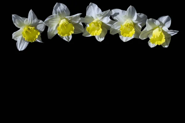 Narzissenstrauß auf dunklem Hintergrund. Postkarte mit Narzissen. Blumen Hintergrund mit Frühlingsblume — Stockfoto