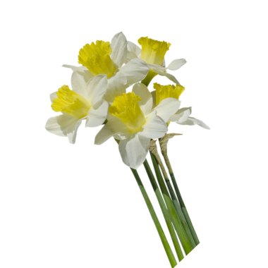 Beş nergis. Görüntü, doğum günü tebrik kartı, Uluslararası Kadınlar Günü, Anneler Günü, Paskalya için uygun.