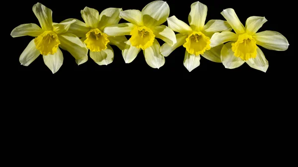 Narzissenstrauß auf dunklem Hintergrund. Postkarte mit Narzissen. Blumen Hintergrund mit Frühlingsblume — Stockfoto