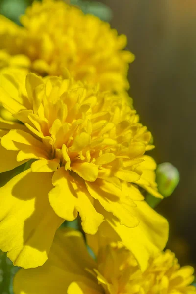 Caléndula francesa roja amarilla o flor de patula de Tagetes en el jardín de verano . —  Fotos de Stock