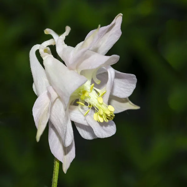 Den blommande lila Aquilegia (Columbine) en närbild. Aquilegia vulgaris. Ranunculaceae familj — Stockfoto